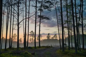 Forest in Kaberneeme, Harju County, Estonia by maksim shutov royalty free image from unsplash