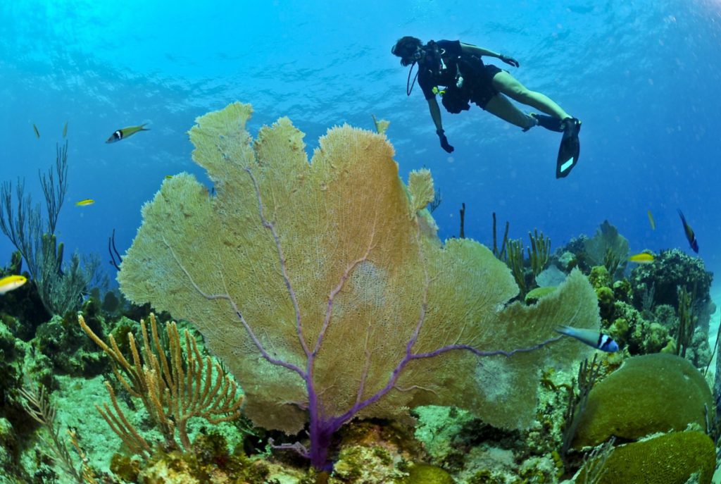 do you scuba dive with a snorkel or without pxhere royalty free image