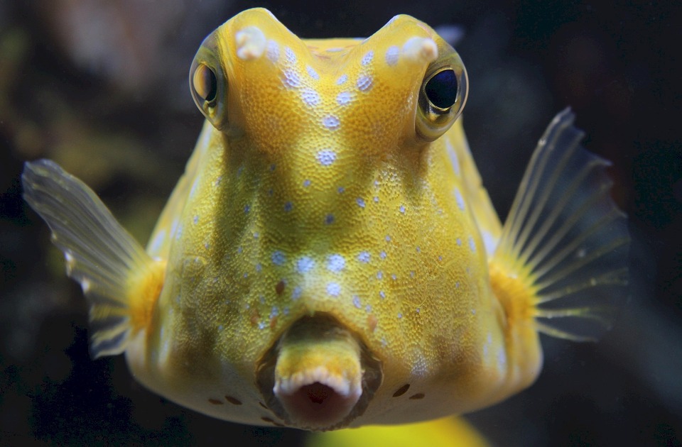 beginners guide to scuba diving longhorn cowfish pixabay royalty free image