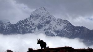 Beginner's guide to trekking holidays in Nepal Flickr CC image by Rick McCharles