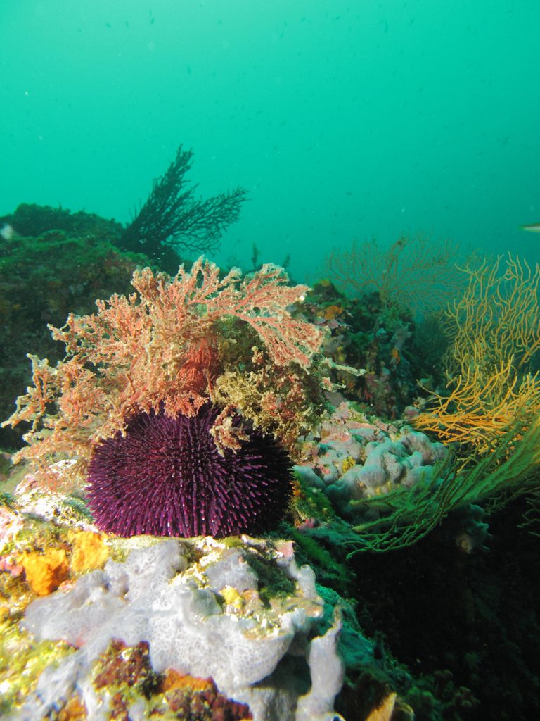 French fine diving Best France scuba dive sites near Marseille Flickr CC image by Arn@ud Ab@die