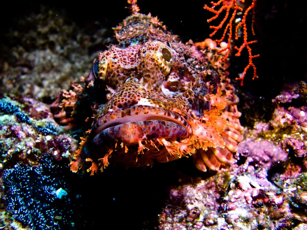 BSAC vs PADI flickr image by Ilse Reijs and Jan-Noud Hutten