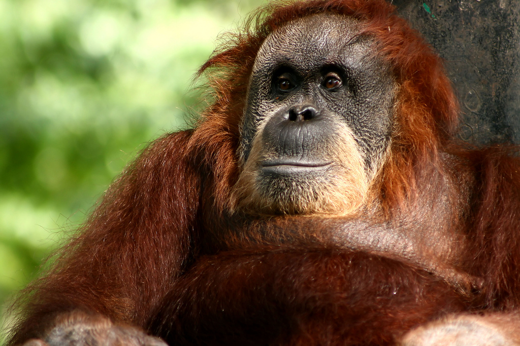 Asian safari adventure holidays flickr image by Phalinn Asian safari adventure holidays flickr image by Phalinn