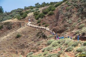 Gran Canaria hiking holidays Secret forests volcanic craters Image courtesy of Gran Canaria Walking Festival