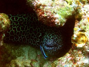 Guide to Indian scuba diving holidays in Goa Flickr CC image (edited) by ciamabue from Netrani Island