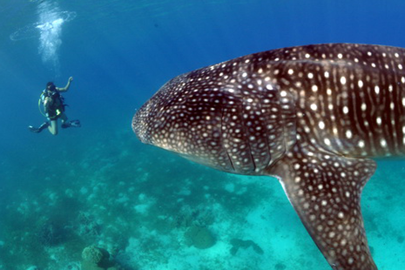 Moalboal Scuba Diving Holidays whale shark image courtesy of Lee Butler from Savedra Dive Center Philippines Moalboal Scuba Diving Holidays whale shark image courtesy of Lee Butler from Savedra Dive Center Philippines