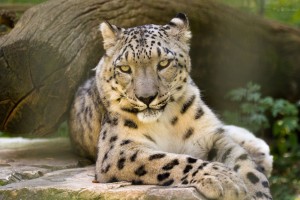 India Safari Adventure Holidays & Wildlife Tours Flickr Image by Cloudtail