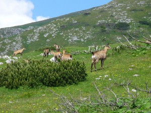 Austria Safari Wikimedia Commons image by Svetovid