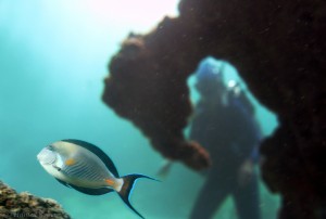 Azerbaijan Scuba Diving Flickr image by Hamed Saber