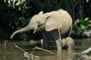 11 of the best safari holiday destinations worldwide Wikimedia Commons image by Thomas Breuer