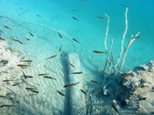 Plitvice Scuba Diving Wikimedia Commons image by Markus Bernet