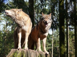Romania Safari Wikimedia Commons image by Gunnar Ries