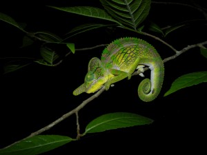 Madagascar Safari Holidays Labords Chameleon Flickr Image by Frank Vassen
