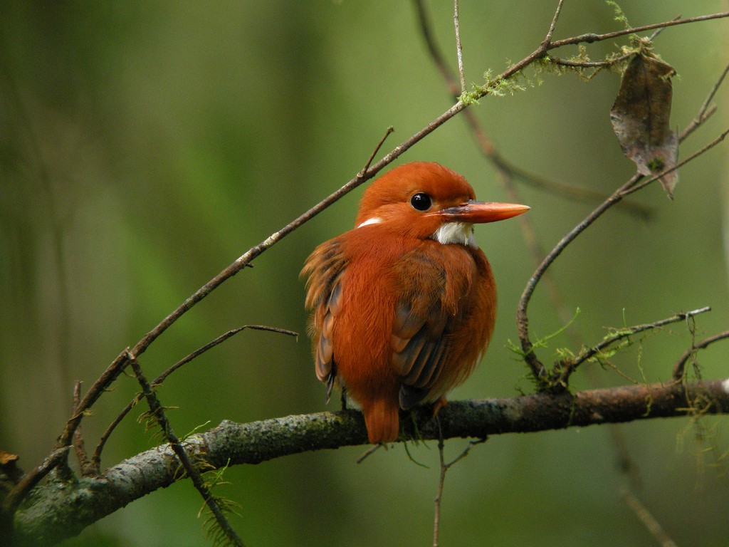 Madagascan adventures: Overlanding holidays in Madagascar Pygmy kingfisher Flickr Image by Frank Vassen