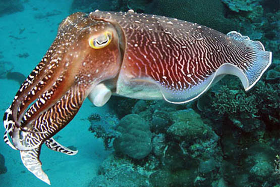 Guide to Phuket scuba diving holidays in Thailand - racha yai cuttlefish