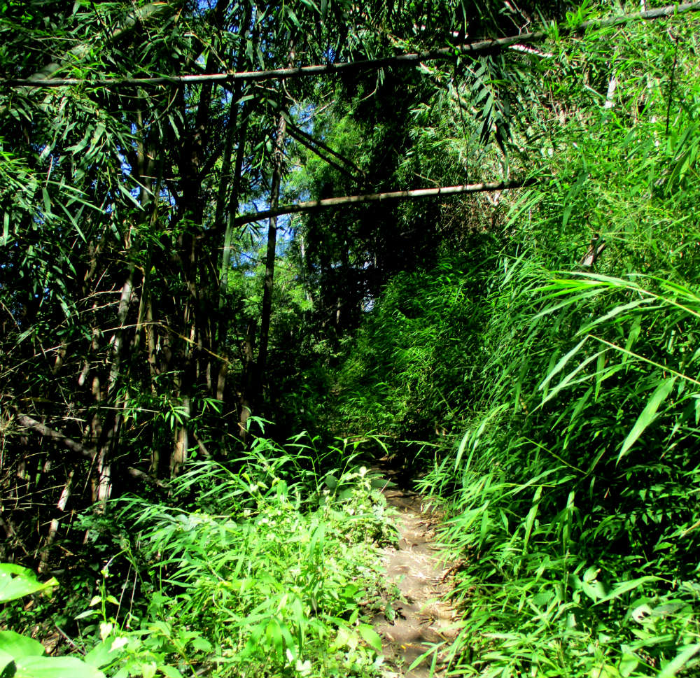 Review of Active Thailand trekking holiday in Chiang Dao mountains