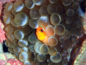 Review of Phayam Divers PADI Open Water Koh Phayam diving holiday