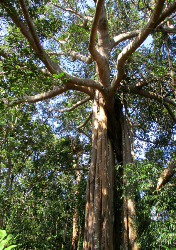 Review of Active Thailand hiking and ziplining in Chiang Mai