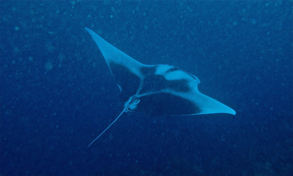 Guide to the best Malaysian scuba diving in Sipadan Flickr CC image of Giant Manta by berniedup