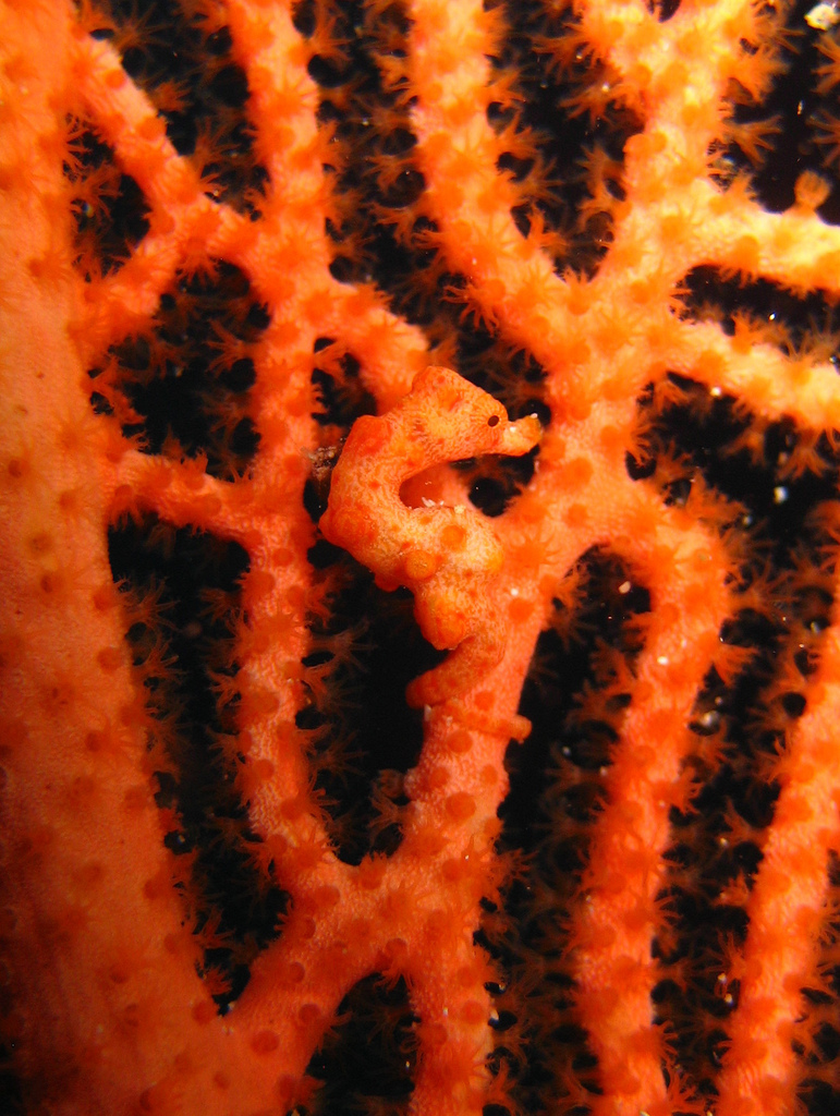 Guide to the best Malaysian scuba diving in Sipadan Flickr CC image of Pygmy seahorse by tchami