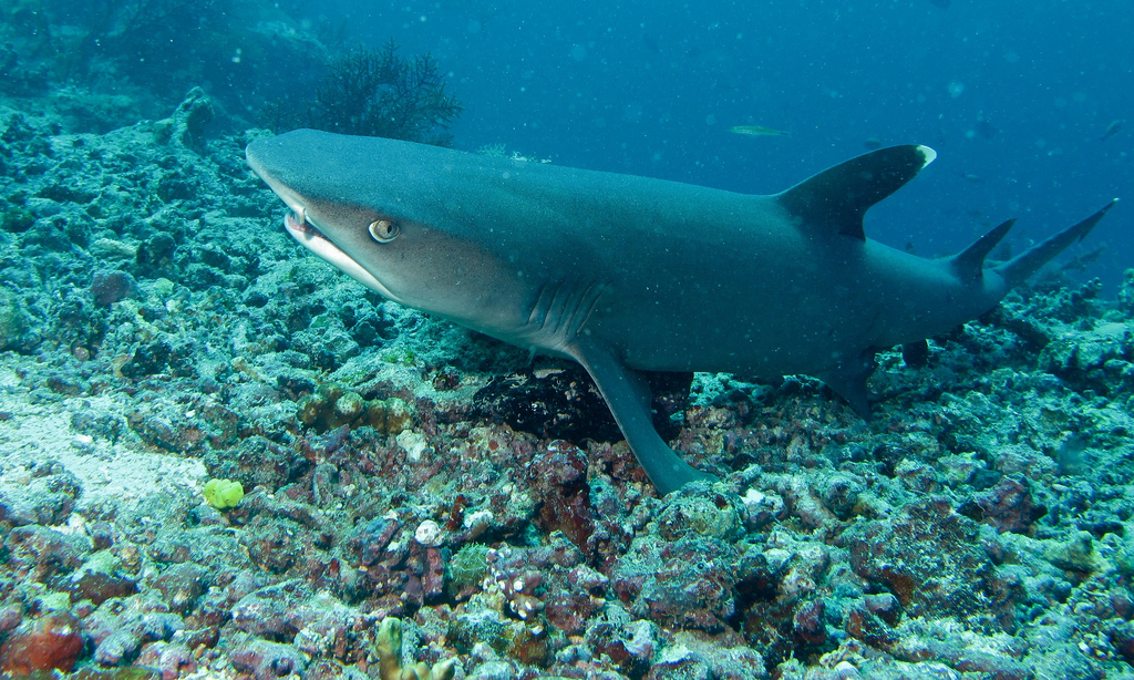 Guide to the best Malaysian scuba diving in Sipadan Flickr CC image of White tip Reef Shark by berniedup