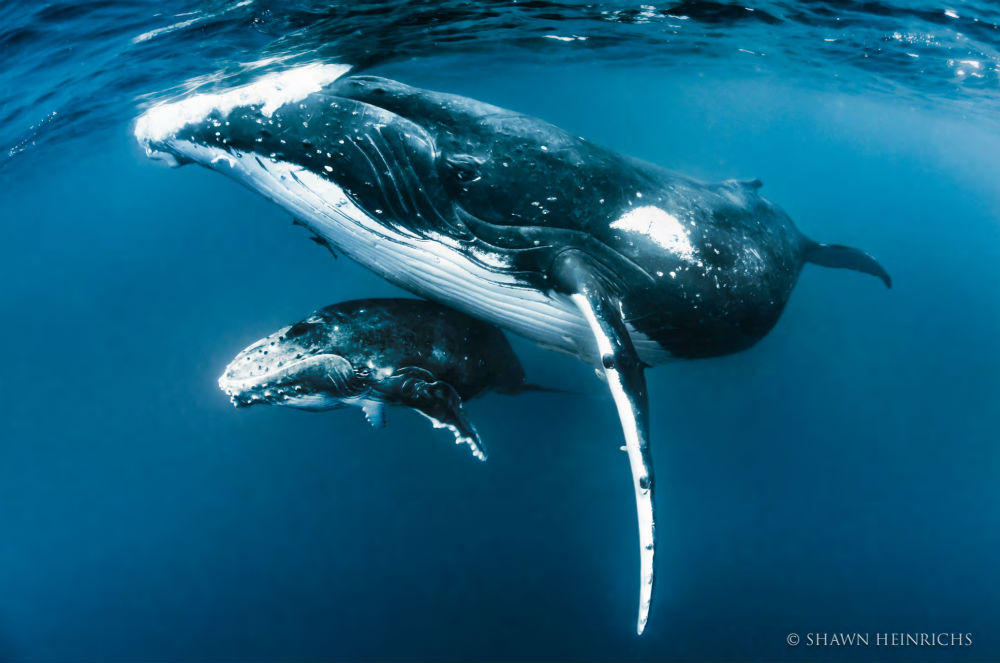Luxury whale watching experience on yacht Tiara copyright Shawn Heinrichs