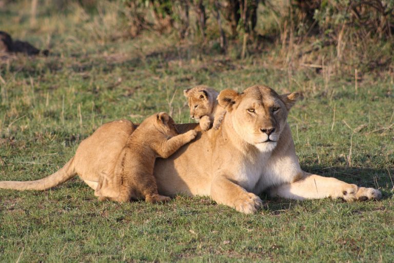 Maasai Mara camping safari