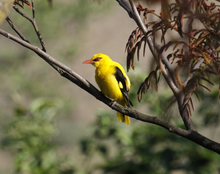 Godawari Birdwatching Holiday in the Kathmandu valley