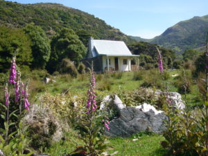 Overnight at NZ penguin colony
