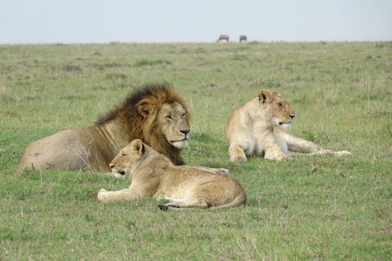 budget kenya safari big 5