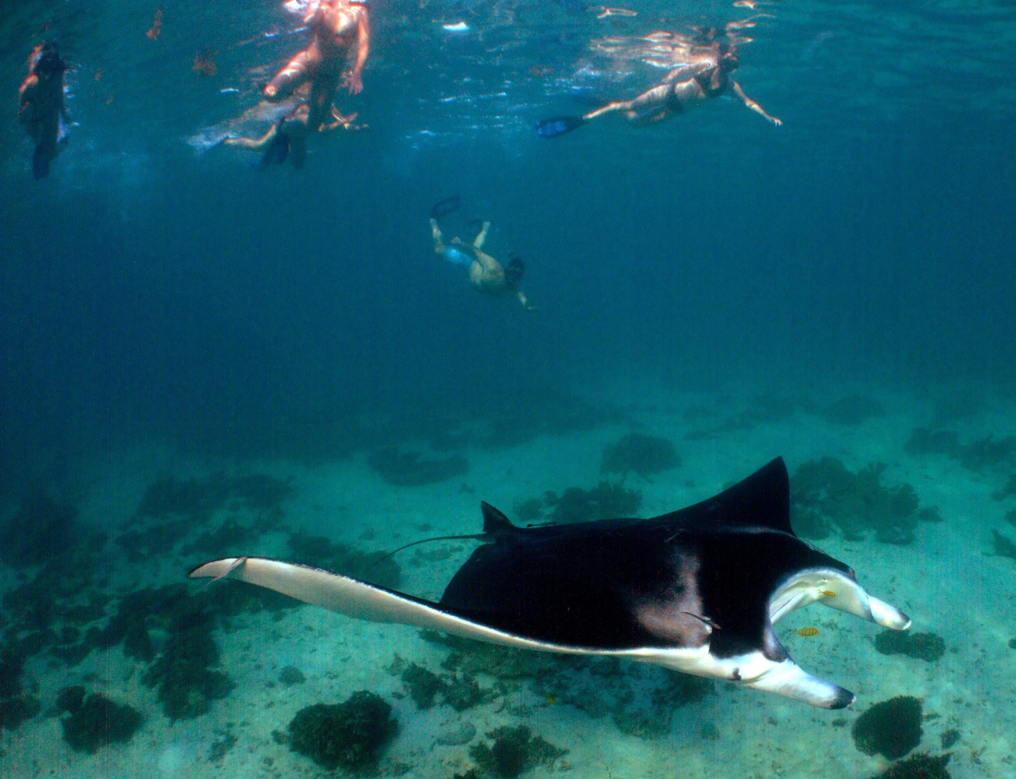 Ningaloo reef escape