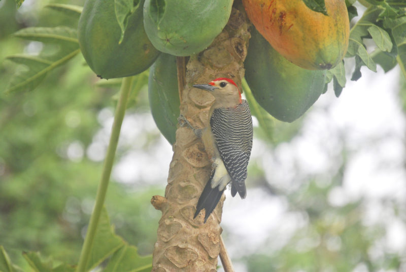 Bird watching2 - EcoColors Tours