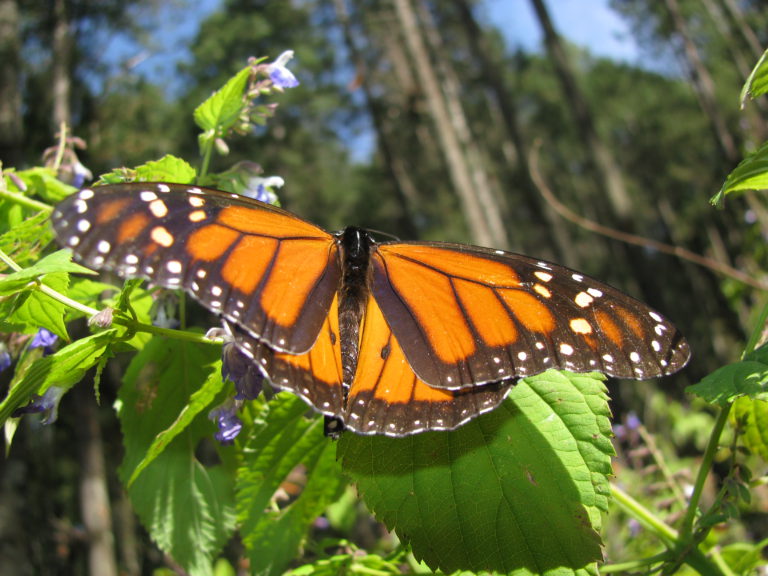 Culture & monarch butterfly tour: Mexico multi activity holiday