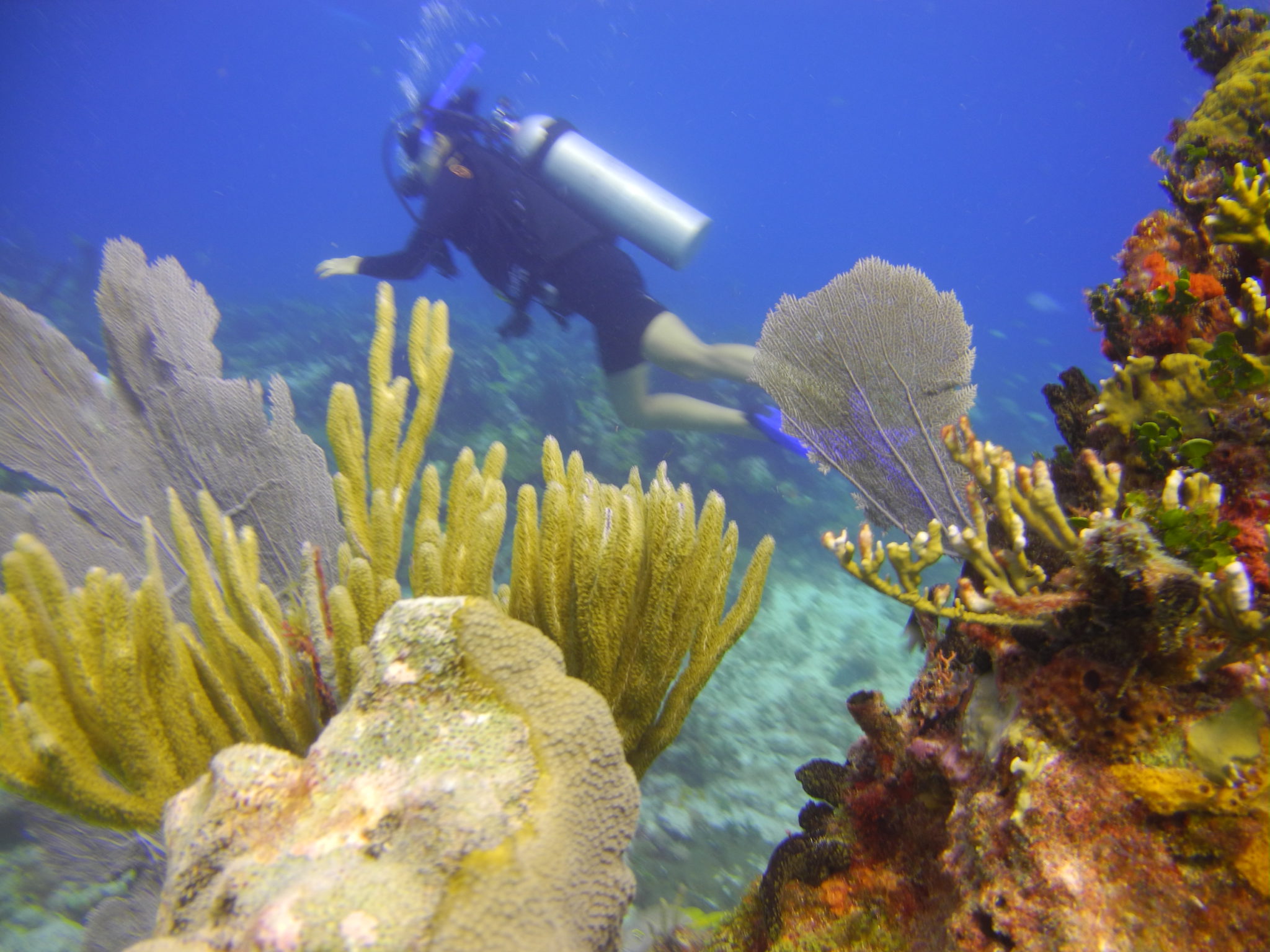 Scuba Dive in Cancun