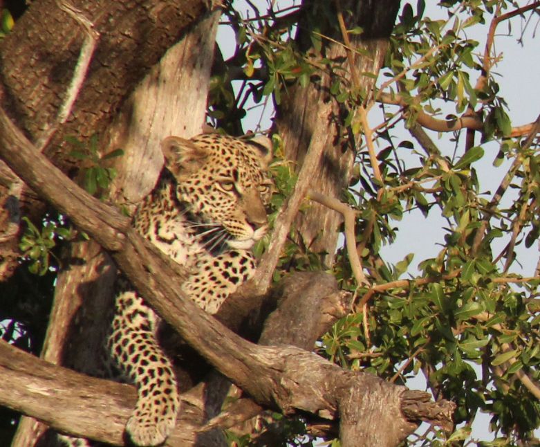 3 Days Masai Mara Budget Africa Safari in Kenya