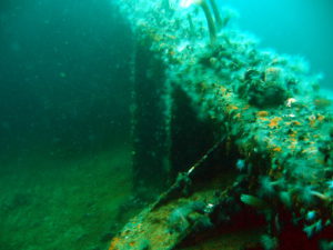 This is a wonderful 5 dive advanced diving program in Argentina