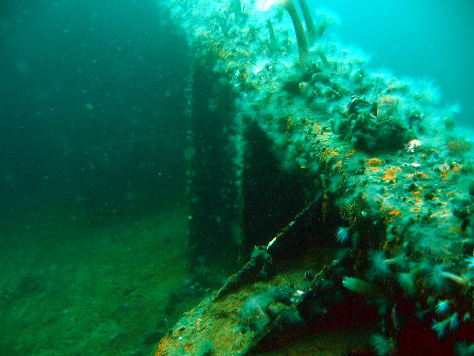 This is a wonderful 5 dive advanced diving program in Argentina