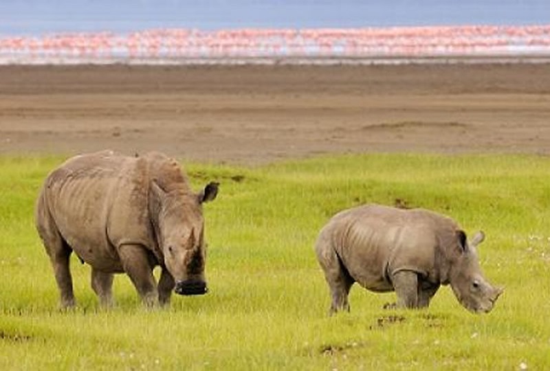 4 Days Maasai Mara & Lake Nakuru Safari in Kenya