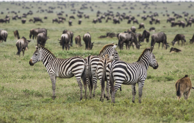 9-Day Tanzania Wildlife, Culture & Walking Budget Africa Safari
