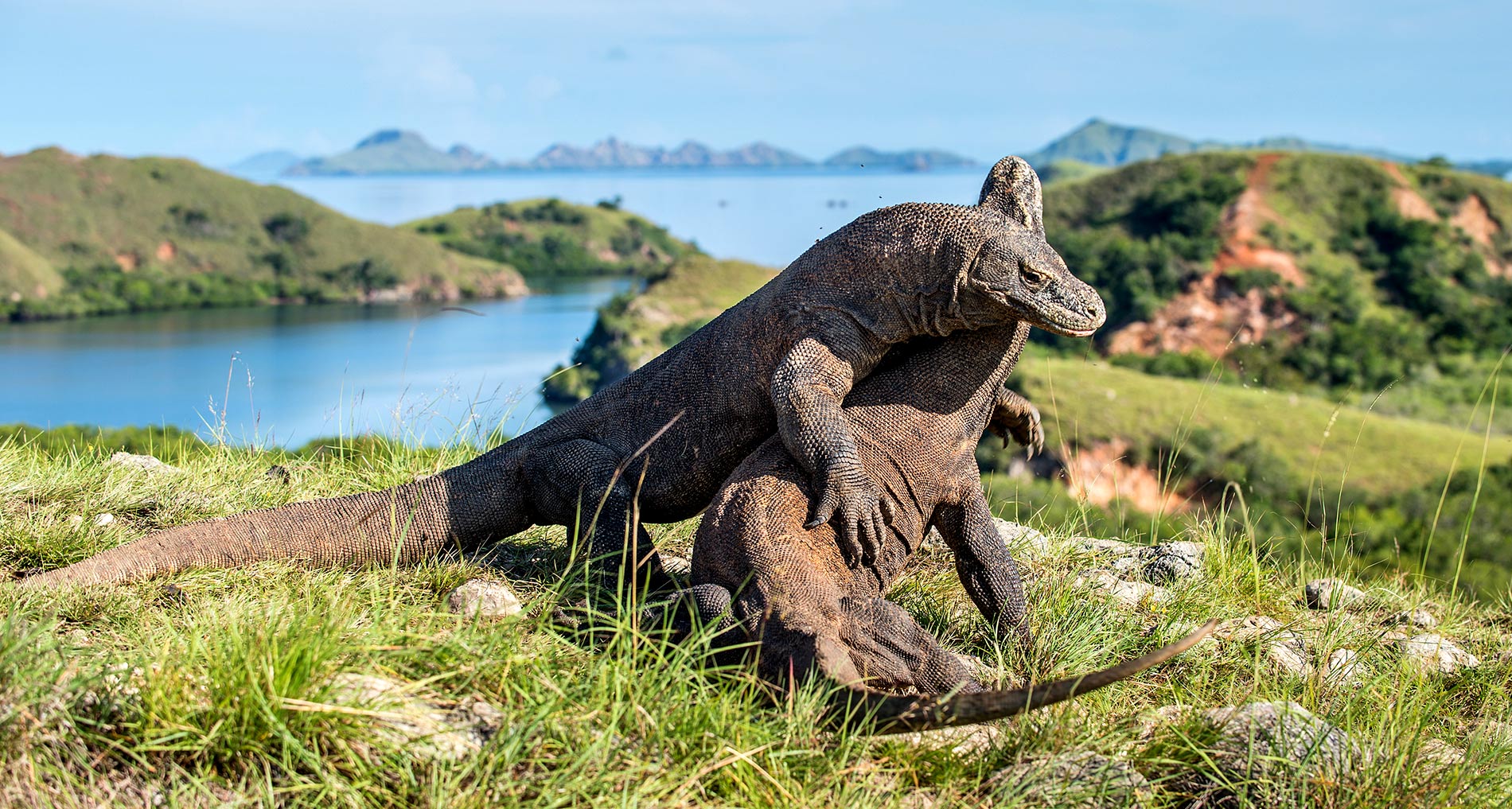 Sail to Komodo National Park