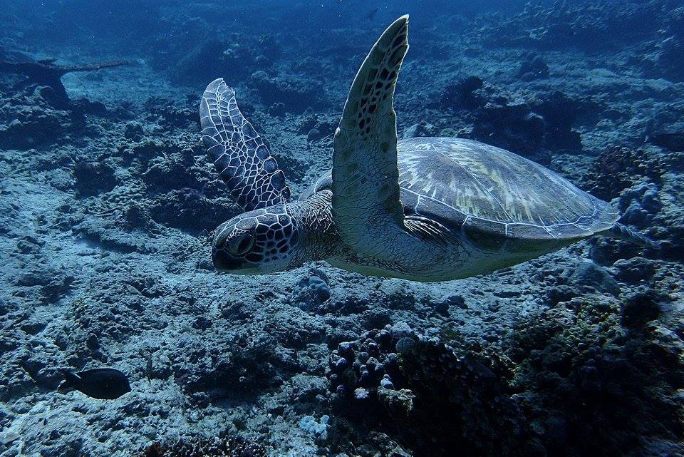 Advanced Adventurer scuba diving course in Nusa Penida