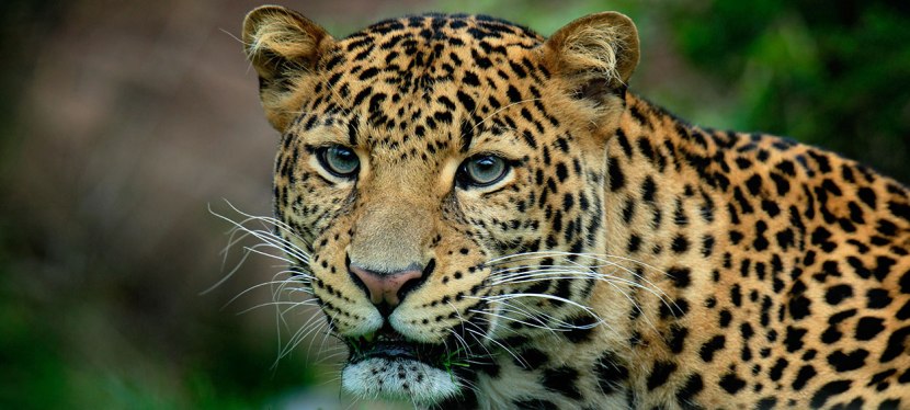2 Day Sri Lanka Tour To Galle & Yala From Colombo