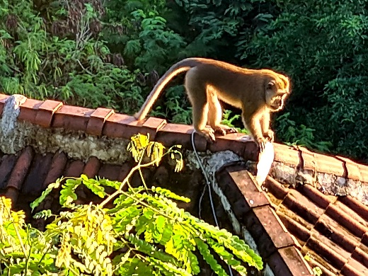 Macabre Monkey Nusa Penida Photo by Cara Rees
