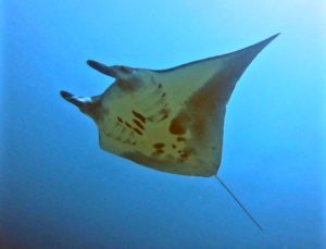 Manta Ray during Indonesia divemaster course with Indo Ocean Project