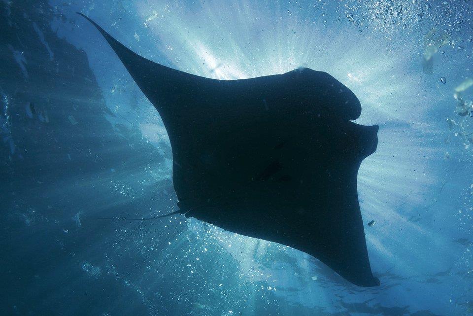 Nusa Penida Stress and Rescue Diver course in Indonesia