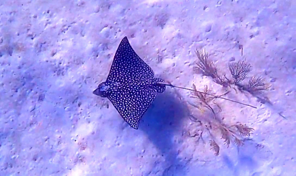 Eagle Ray during Honduras scuba diving holiday in Utila
