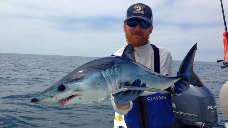 Mako shark caught on southern California shark fishing charters in San Diego