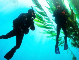 Wellington PADI Open Water Diver Course: New Zealand Diving