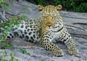 11 best safari holidays destinations worldwide leopard Royalty free image Image by Michael Sieberta from pixabay