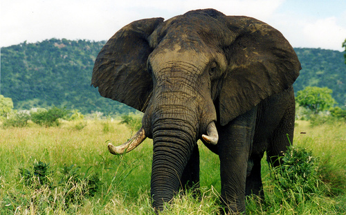 Top 5 wildlife reserves in South Africa Elephant Sanctuary Top 5 wildlife reserves in South Africa Elephant Sanctuary
